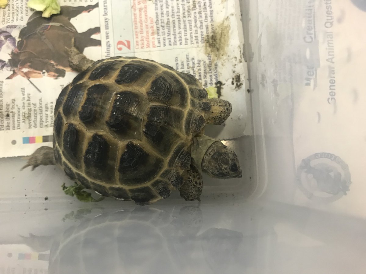 OPA_Darfield's tweet photo. We have some rather interesting visitors today in @OPAD_Y1! I couldn’t get close enough to get a photo of the tarantula, unfortunately! #OPAImagine https://t.co/Z8KWWAWG45