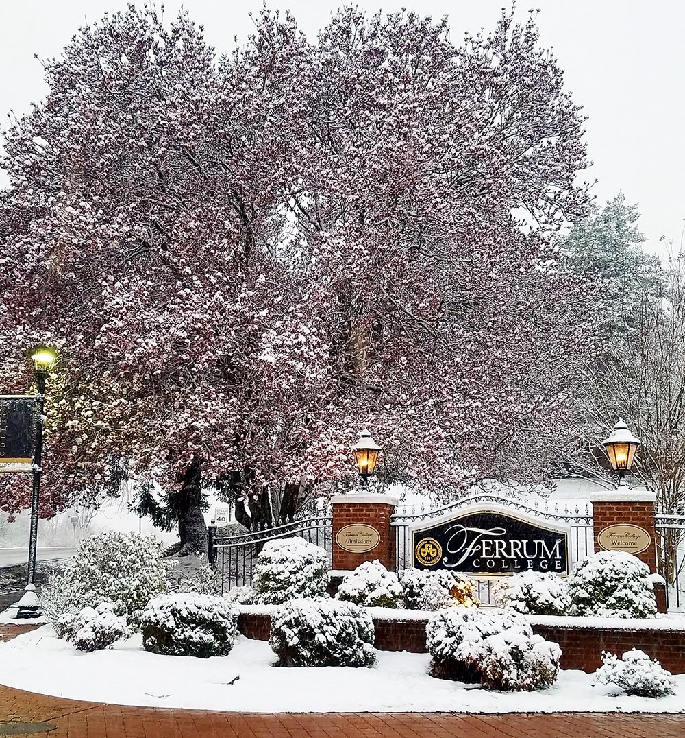 FerrumCollege's tweet photo. We are welcoming spring on campus today with beautiful, snow covered blooms on our Japanese Magnolia. Many thanks to Registrar Yvonne Walker for sharing this photo! https://t.co/0QthhyRRWu