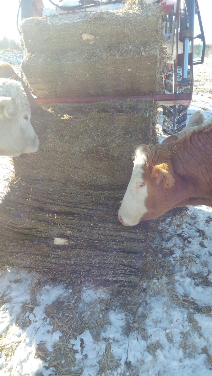 desrochersfarm's tweet image. Freshly cleared land sometimes have wood in the baleage. Glad we are spreading feed on the ground in the bush. Could be a hazard in the manure spreader #flyingobjects