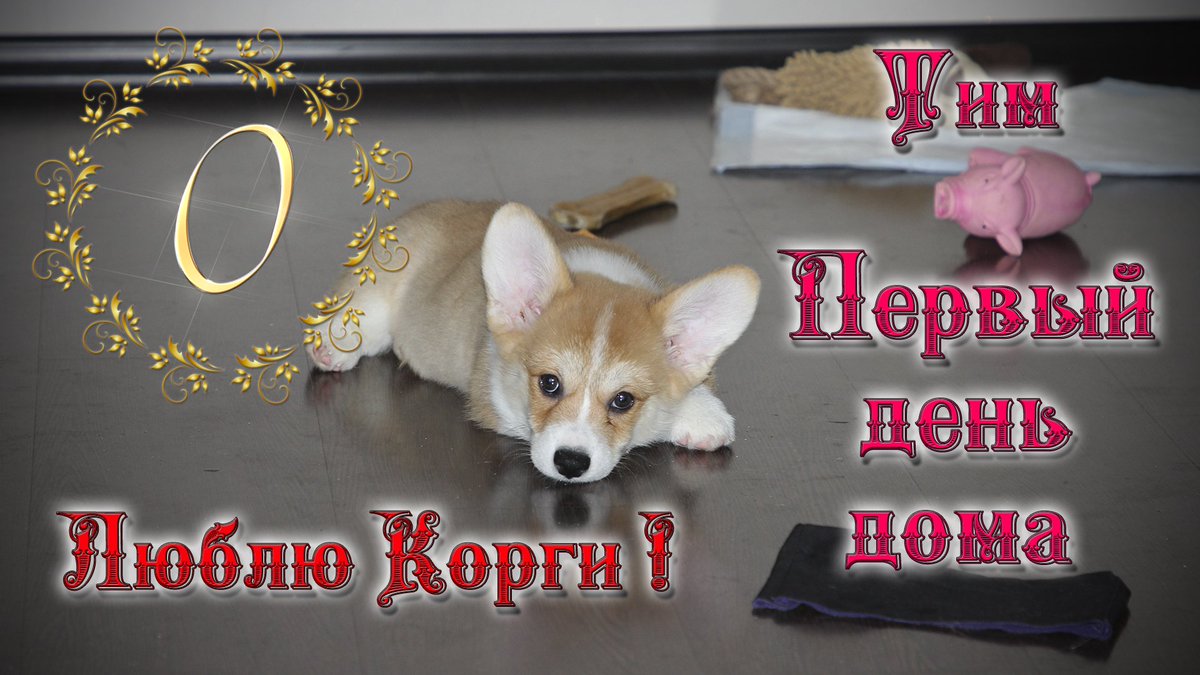 Люблю Корги! Тим 2 месяца. Первый день дома, ссылка: youtube.com/watch?v=cU9vfG…