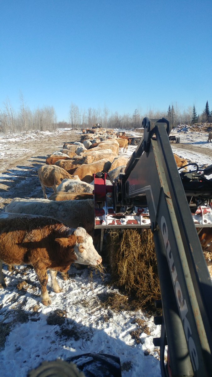 Just 4 bales of baleage for all of these cows. But all cut up and spread out so they can all eat some without fighting. When they are done with that they relax until they get hungry again, then eat the dry hay that was spread the same way beside it.