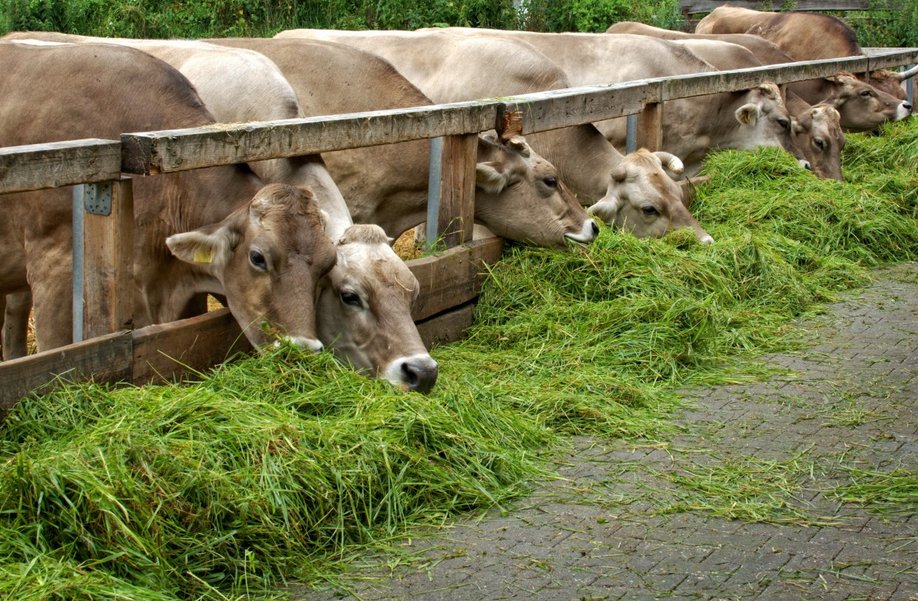RevistaAlimenta's tweet photo. 🆕💻 El @mapamagob ha actualizado su página Web de Alimentación Animal (#SILUM), el Sistema Informático de Registro de Establecimientos en la #AlimentaciónAnimal 🐖🐄 ▶▶ https://t.co/SlcUHtKNQf https://t.co/qVTGhK8uGj
