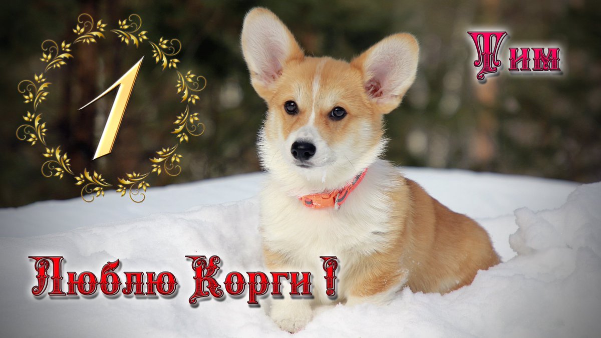 Люблю Корги! Тим 3,5 месяца. Команды, ссылка: youtube.com/watch?v=qP7nUE…