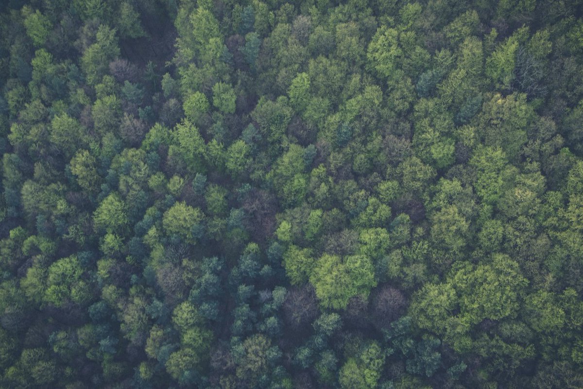 IntlPaperCo's tweet photo. Happy #InternationalDayOfForests! 🌲🌲🌲

We 💚 forests because they reduce greenhouse gases, house wildlife habitats, allow for recreation opportunities, and provide the fiber for products we use every day. https://t.co/hS0XNUWwPx