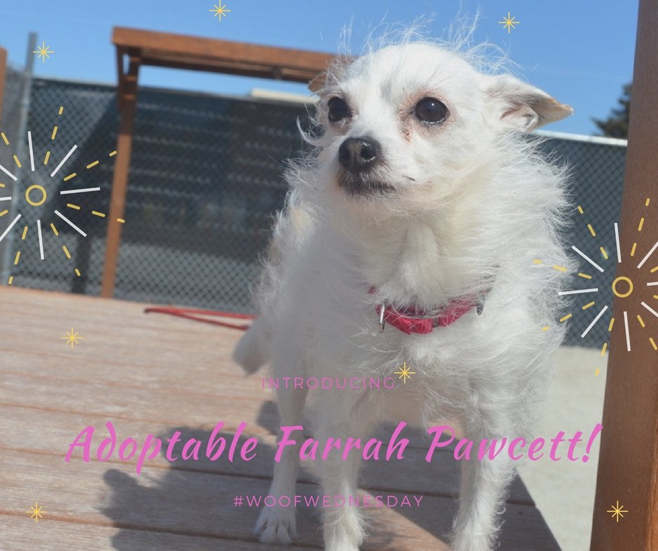 Farrah Pawcett is ready to be your Angel this #WoofWednesday!  She's cute, she's sweet, and she has mastered the Farrah Flip! What  more could you ask for? Come by the shelter and meet Farrah today!
 bit.ly/DCACCadoptables
 #dupagecacc #adoptdontshop #woofwednesday