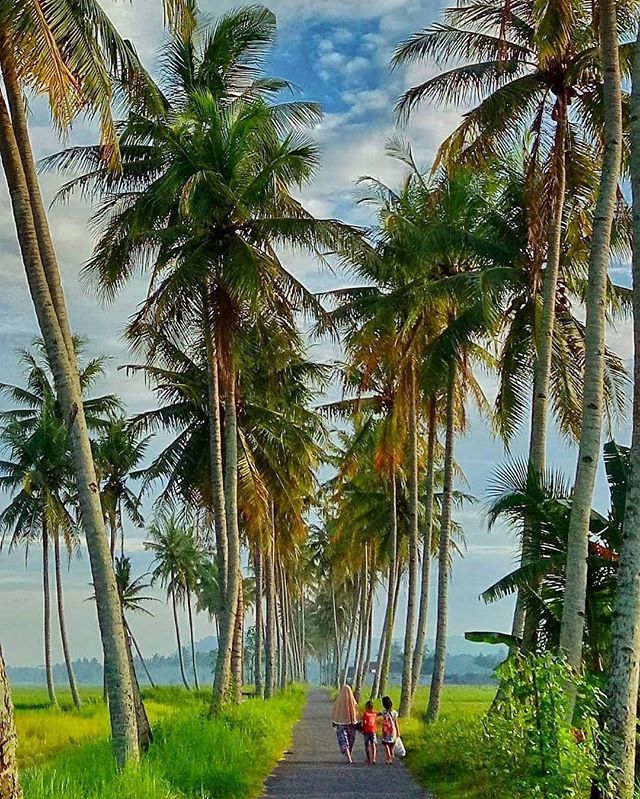 #jogja | Kalau lihat ini, mendadak ingin kembali pergi ke sawah di Moyudan, rindu rumah, dan kangen Jogja~ ift.tt/2HU4KBL