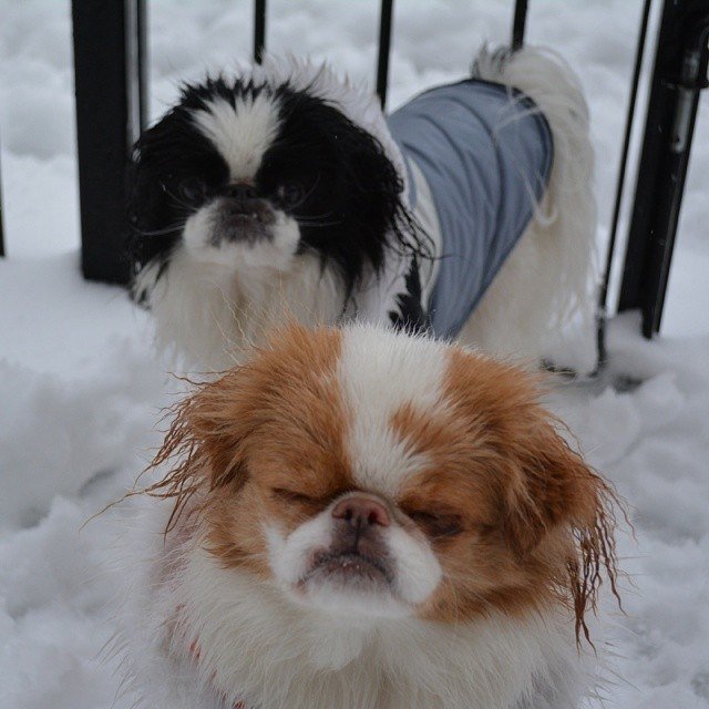 PoPville's tweet photo. ALSO IMPORTANT - Please Send Me Your Snow Dog s and Other Snow Photos!! Here or princeofpetworth@gmail.com Thank you! #Snowprise
https://t.co/IJazxzErl5 https://t.co/dul0YG9O6M