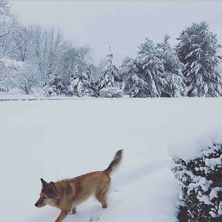 EricaFoxTV's tweet image. Happy #seconddayofspring from our yard!  #springsnow