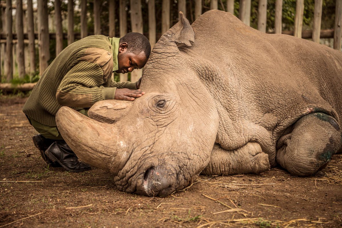 The world bids farewell to the last male northern white rhino. Sudan died Monday, leaving behind only two females of its kind. bit.ly/2HRjTU9 (By <a href="/yasemin_sap/">Yasemin Saplakoglu</a>)