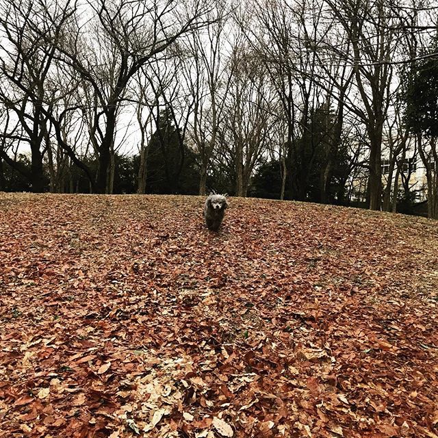 Takeshidoodle's tweet photo. 桜待ち🌸
It will turn all pink within a week or so. 
#プードル
#つぼみはピンクになってきてるの
#poodle
#公園散歩
#東京
#cheeryblossomseasonsoon https://t.co/aUnaAwYl0y https://t.co/TEIYx07xXb