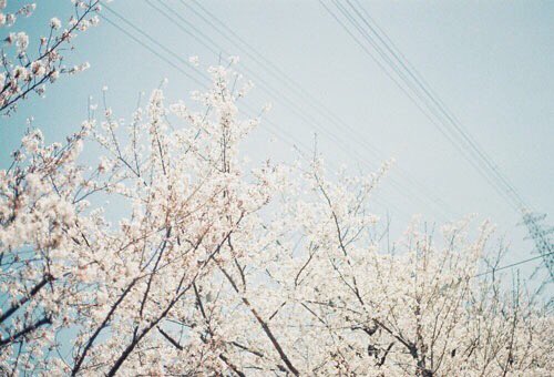 and_yucca's tweet photo. 春の温度 https://t.co/3lECxVUg7z