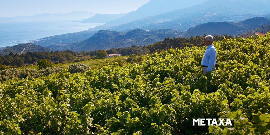Let the METAXA Master welcome you to Samos, the Aegean island where the muscat grapes that make up our fine amber spirit grow. #METAXACreation