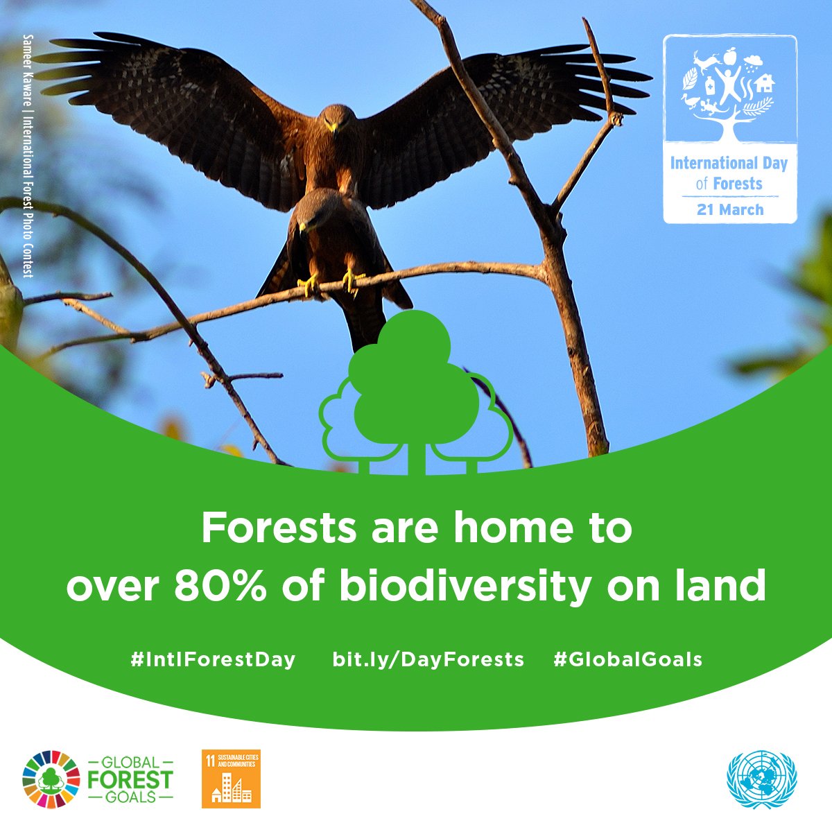 Happy International Day of Forests!
Forests are home to over 80% of biodiversity on land, including birds, bees and trees in your city parks. They are vital to our life here on 🌍
Let’s celebrate and safeguard the world’s forests today and every day! <a href="/FAOForestry/">FAO Forestry</a>  #IntlForestDay