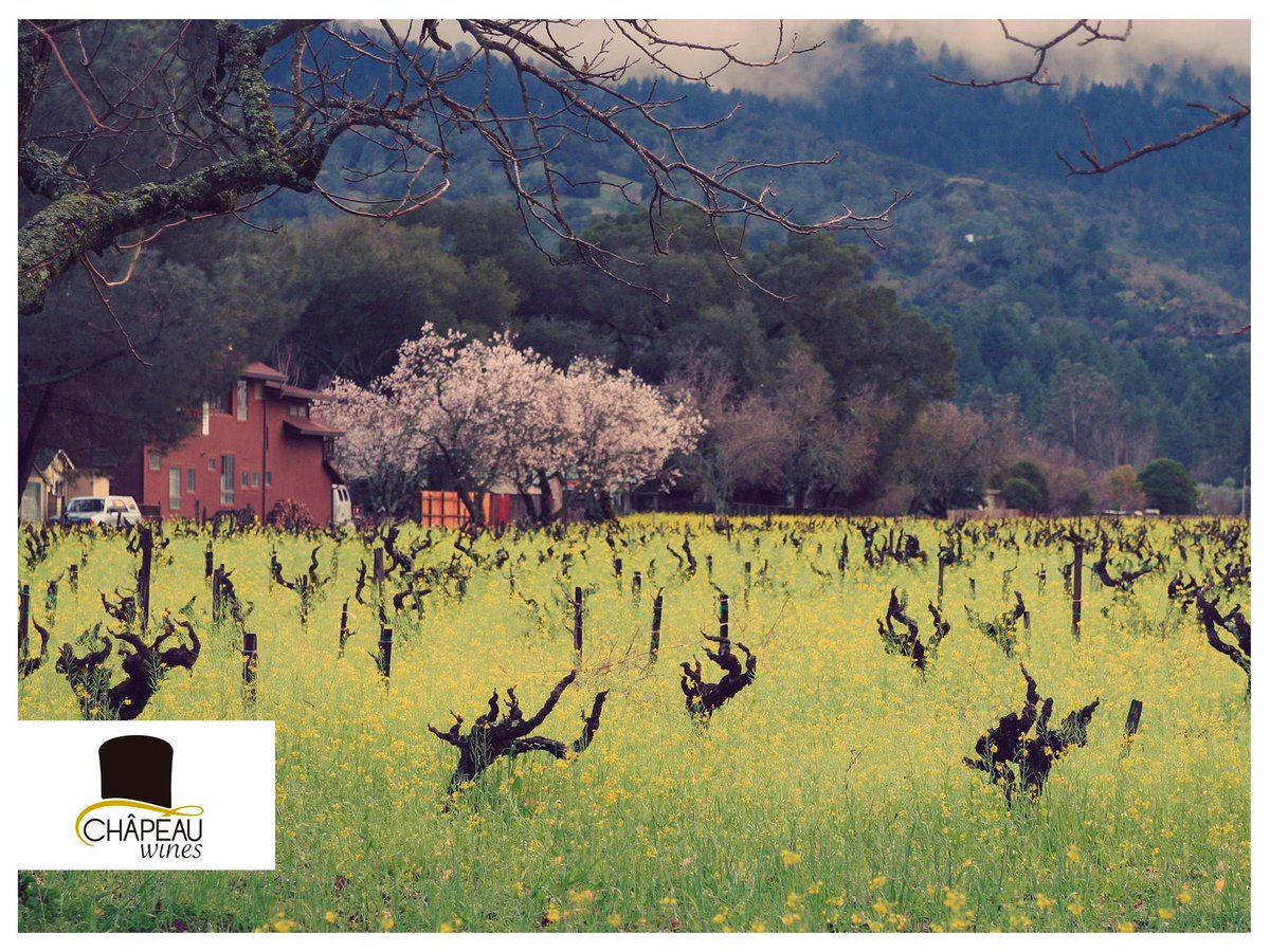 Cuando Abril abrilea. Bien luce la primavera.
-
chapeauwines.es
#chapeauwines #vinos #wines #vino #tiendaonline #abril #larioja #alfaro #sevilla #madrid #burdeos #tiendadevinos #lariojapatece #winesloves #disfrutardelvino #primavera