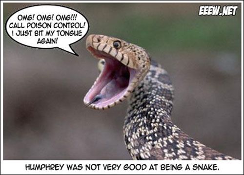 Implora Snakeskin tweet media