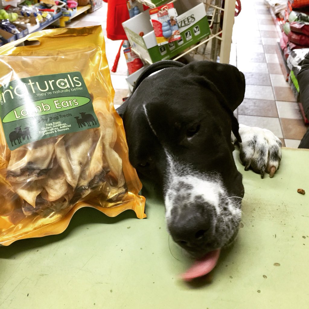 jamie_clark71's tweet photo. Smudge came in for his lamb ears today and helped to save us a few quid on the cleaning whilst he was here 😂 🐾🐾 #englishpointer #essex #ongar #weloveanimals
#bubblespetcareongar #bubblesofongar #bubbles #pets #petshop #ongar #ongarpets #petshopongar #cutedog #cutedogs https://t.co/cUveyxHaW6