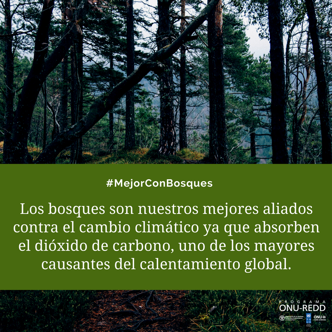 UNDP_CF's tweet photo. Proud to recognise our partners on International Forest Day, with whom we are working to support countries address the drivers of deforestation and achieve #REDD+ results #IntlForestDay #ClimateandForests @Climateforest @unredd @UNEP @FAOnews @CAFISecretariat https://t.co/qSex4mCzLO