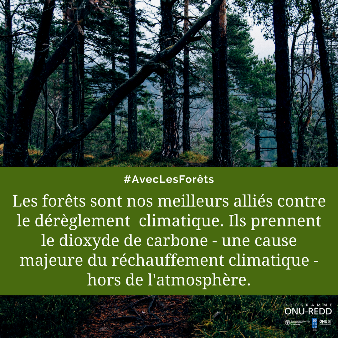 UNDP_CF's tweet photo. Proud to recognise our partners on International Forest Day, with whom we are working to support countries address the drivers of deforestation and achieve #REDD+ results #IntlForestDay #ClimateandForests @Climateforest @unredd @UNEP @FAOnews @CAFISecretariat https://t.co/qSex4mCzLO