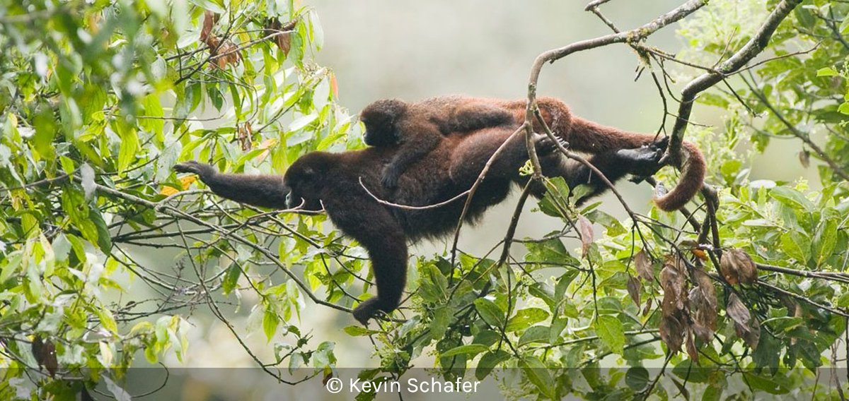 PrimatesAPC's tweet photo. Apoya con tu voto el proyecto de reforestación para la #conservación del mono lanudo de cola amarilla del Perú, propuesto por @PrimateInfo en la convocatoria realizada por @ConserveOutdoor 🌳🐒🌳 https://t.co/OKss08efvC
#Primates #Lagothrix #Perú https://t.co/5FKpIt1uo5