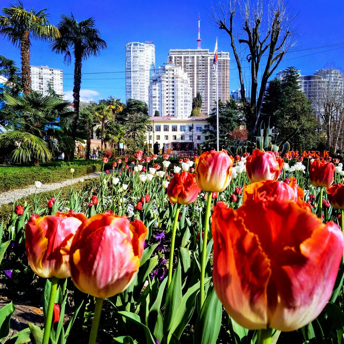 тюльпанов 3 сириус. букет тюльпанов дома. тюльпаны в сочи дендрарий. тюльпаны сириус. букет тюльпанов.