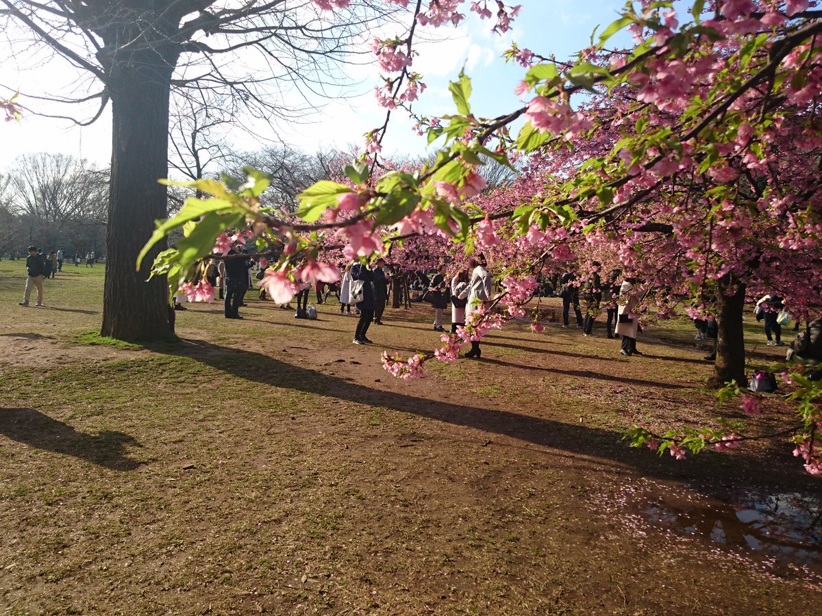 InuBuchiJapan's tweet photo. #SAKURA  #Japon https://t.co/LGH9DHLkDb