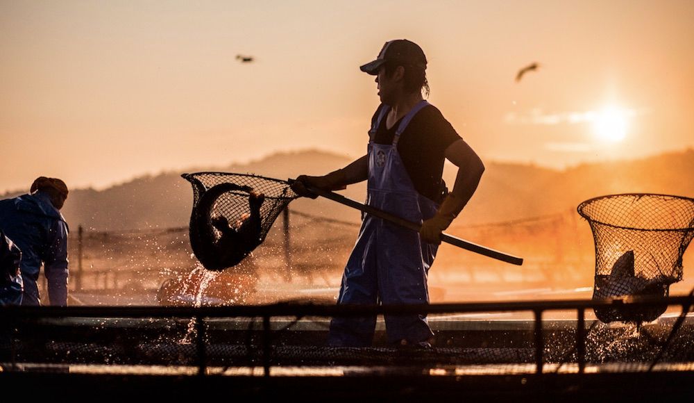 "We are a team of people in various marine-related jobs who are creating a new kind of fishing industry, something different &amp; more positive that can be passed down to future generations."  Communities work together to bring back fishing to Northeast Japan buff.ly/2D2C0DL