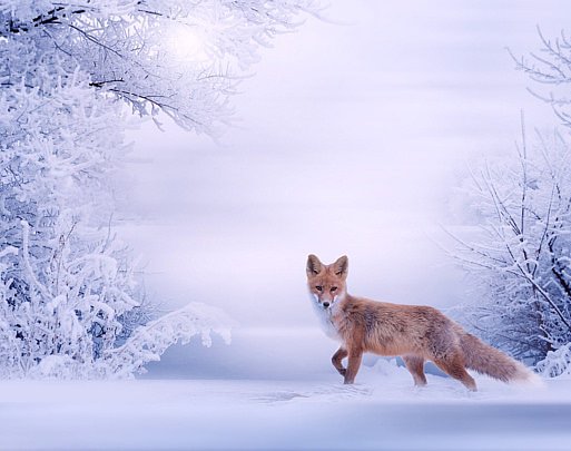 littlefoxpro's tweet photo. It's spring. It's winter. It's spring. It's winter. Oh I don't know. You decide. #WednesdayWisdom #blizzardentertainment https://t.co/mDIEzAFdXz https://t.co/C4roXmI1hZ