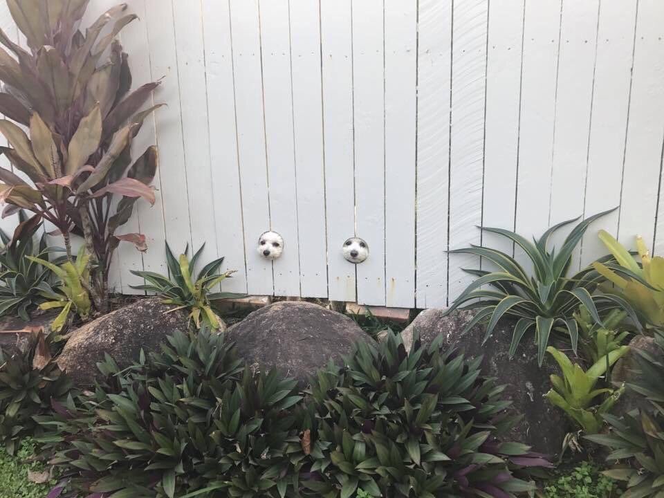 barkbox's tweet photo. Hey. Whatchu doing? https://t.co/VFV8SgtkXS