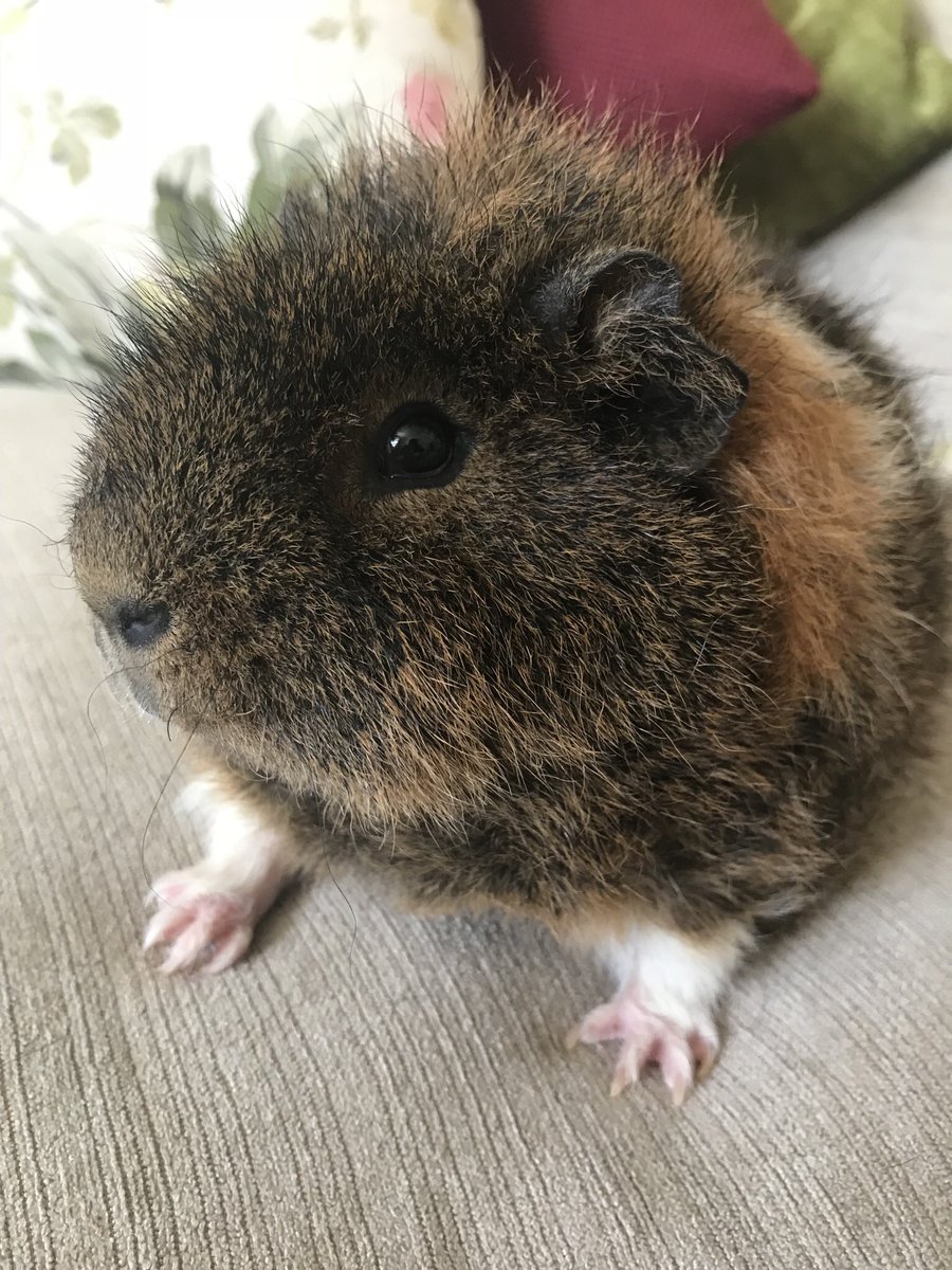 TheMrsTracy's tweet photo. Marley and Cookie, growing fast! https://t.co/ojHlzMxRcn