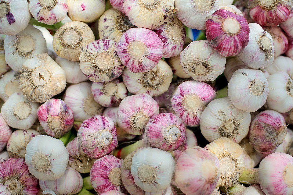 Performbyprime's tweet photo. If you’re not already a garlic fan, I highly suggest you start falling in love with this delicious and medicinal herb. https://t.co/tplZGWX8Ty #herbal #natural #health https://t.co/cNUZZwfg0Z