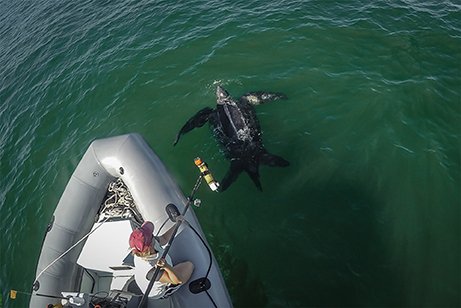 WHOI's tweet image. Last year, we treated you to videos from #TurtleCam as it followed a leatherback #seaturtle in the wild. Now take a look at the #science that came out of that video and the other data collected. @oceanrobotcam
bit.ly/2puvIJv