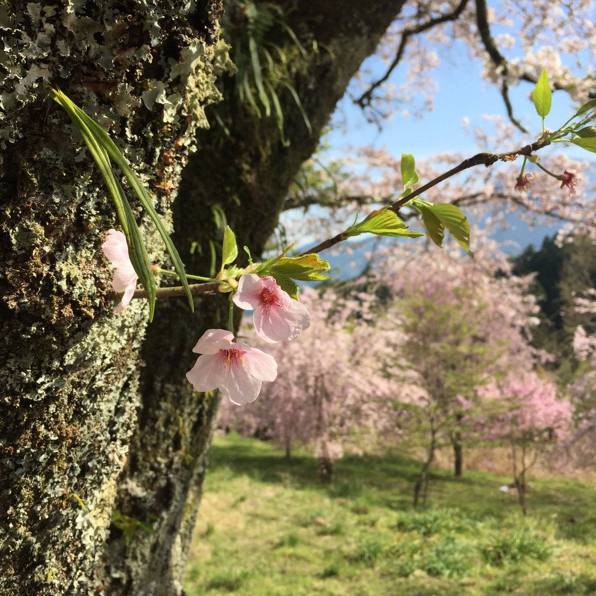 #桜 #tcc桜ツイート