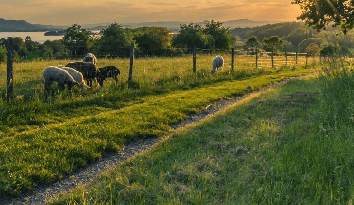 Rural Funding Services - If your boiler is over 5 years old and someone in your household is receiving; Child Tax, Working Tax, ESA or Pension Credit, you could be entitled to a fully funded boiler replacement, find out more here: bit.ly/ruralfundservi… #rural #somerset #funded