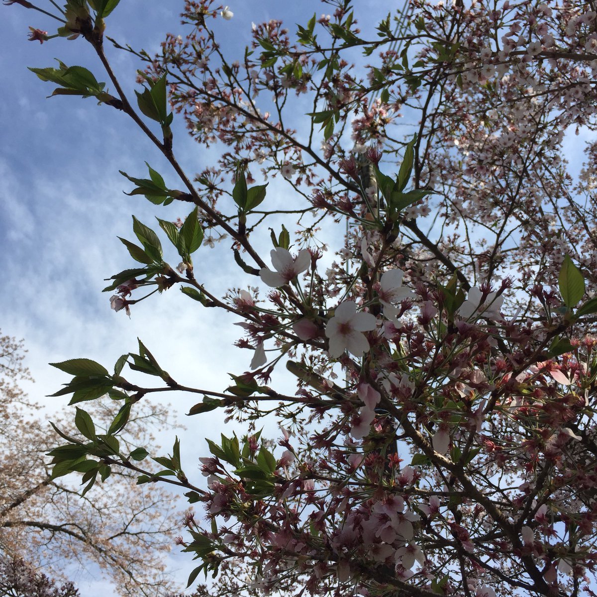 #桜 #tcc桜ツイート

🌸🌸🌸🌸