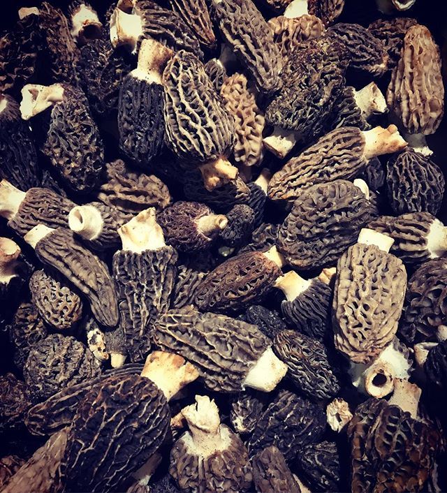 thepatriciancl's tweet photo. Morrels for Gnocchi Parisienne tonight with some first of the season Italian peas. -
#bistro #italyvsfrance #inthetoon #wine #winebar https://t.co/GiE4d3VWxy https://t.co/QvTWHbAGQK