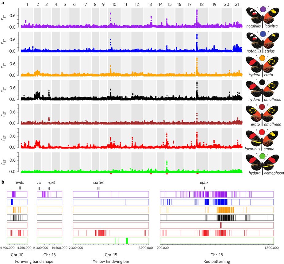 NatureEcoEvo's tweet image. Complex modular architecture around a simple toolkit of wing pattern genes nature.com/articles/s4155… #March2017highlight #ICYMI