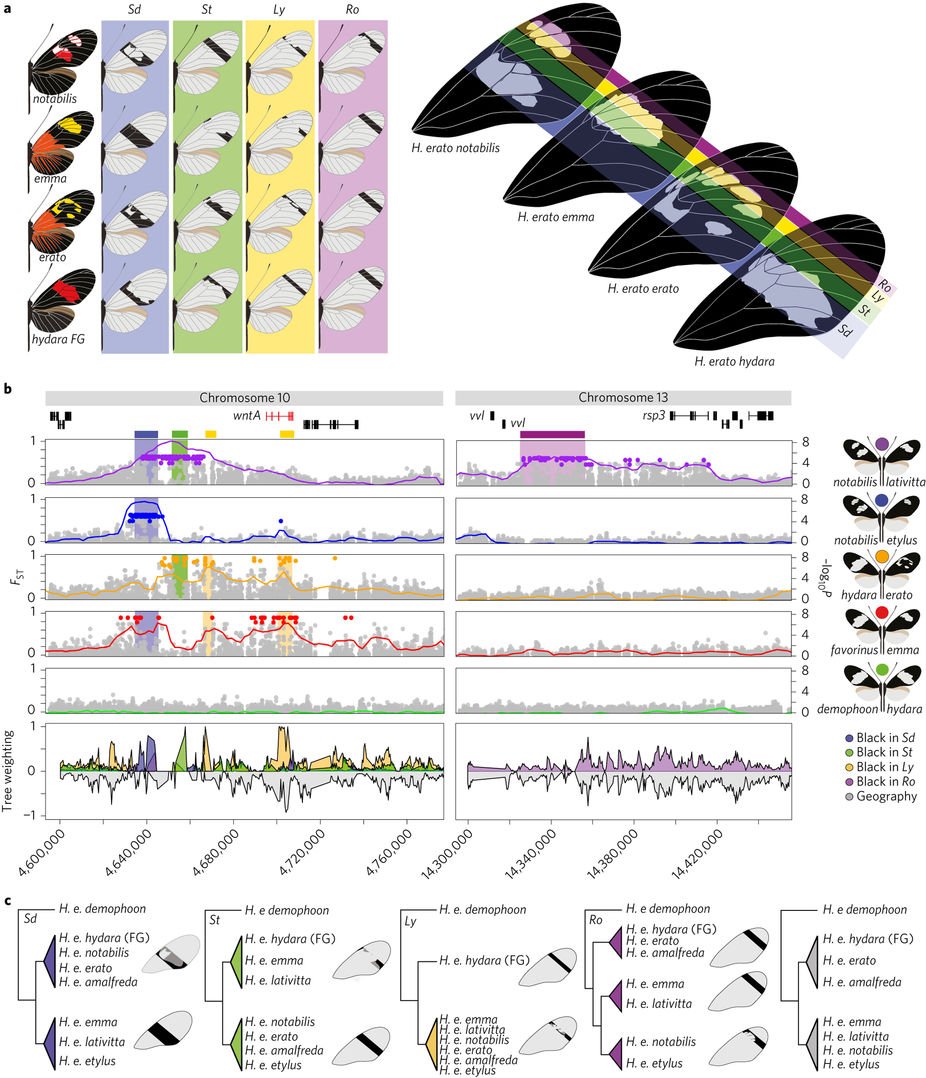NatureEcoEvo's tweet image. Complex modular architecture around a simple toolkit of wing pattern genes nature.com/articles/s4155… #March2017highlight #ICYMI