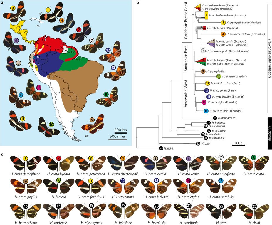 NatureEcoEvo's tweet image. Complex modular architecture around a simple toolkit of wing pattern genes nature.com/articles/s4155… #March2017highlight #ICYMI