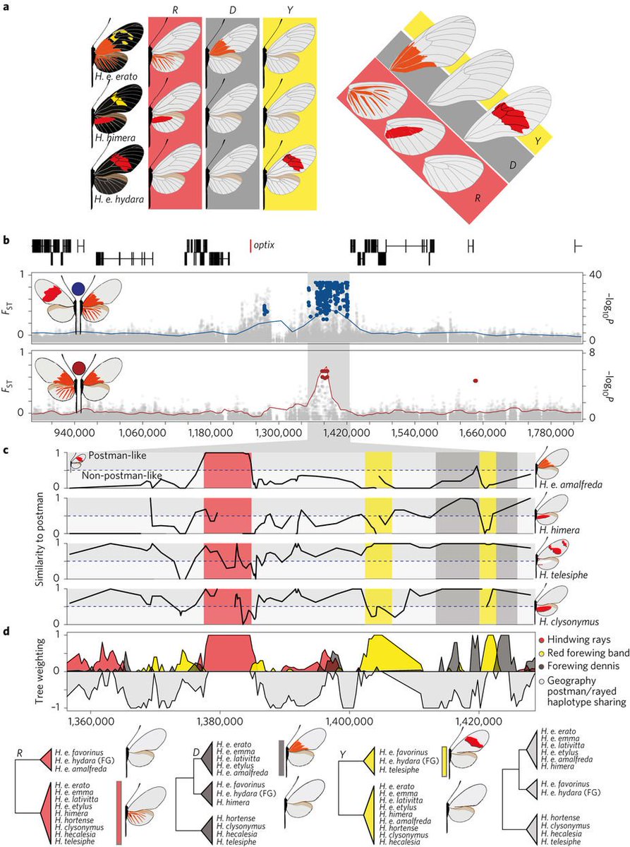 NatureEcoEvo's tweet image. Complex modular architecture around a simple toolkit of wing pattern genes nature.com/articles/s4155… #March2017highlight #ICYMI