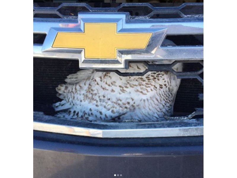 "Tahoe" Goes Back to the Wild dlvr.it/QLswhr https://t.co/xXVorXuZOO