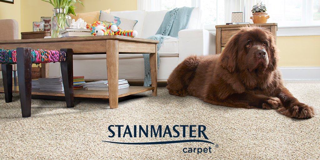 OneStopFA's tweet image. Choosing the right floors starts with considering the needs of your family. For homes with pets, Stainmaster Pet Protect is a fantastic option! More info on our site:
 onestop-flooringamerica.com