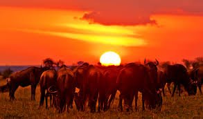 A BEAUTIFUL SUNSET is your reward for SURVIVING another day. ENJOY as many as YOU CAN. #NatureBrilliance at it's BEST. #ThisIsMyKenya #WhyIloveKenya