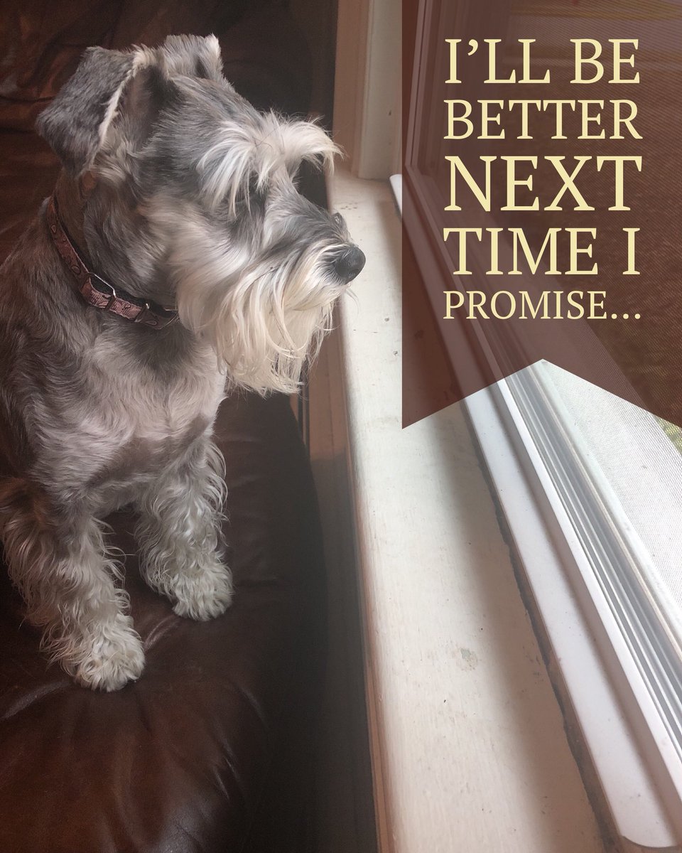 OutStageSol's tweet photo. Annabelle doesn’t like it when her humans leave. She sits in front of the window the whole time anticipating their return. 

If you want clients and customers to remain loyal give them something to look forward to. Maybe instead of kibble and a walk offer sales and discounts! https://t.co/cIoFnaGj5e