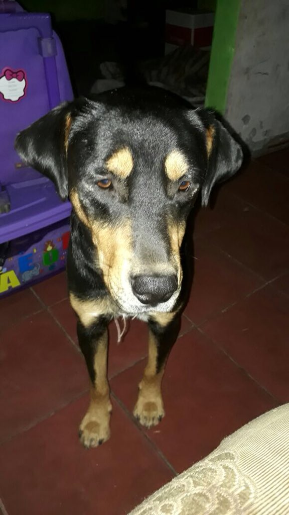 DannyCucha's tweet photo. SE BUSCA!! Chopper de tamaño mediano castrado perdido en el sector de carrascal con costanera comuna de Quinta Normal favor difundan aninalist@s del sector tiene un collar café y una manchita blanca en su pecho  contactarme al +569 91804924 #PERDIDO #sebusca  #QuintaNormal #renca https://t.co/sMNu5zyWUy
