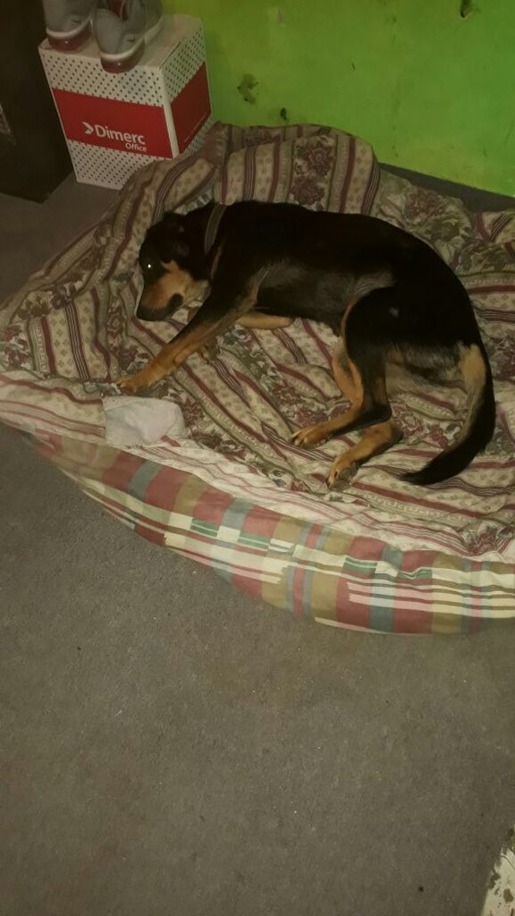 DannyCucha's tweet photo. SE BUSCA!! Chopper de tamaño mediano castrado perdido en el sector de carrascal con costanera comuna de Quinta Normal favor difundan aninalist@s del sector tiene un collar café y una manchita blanca en su pecho  contactarme al +569 91804924 #PERDIDO #sebusca  #QuintaNormal #renca https://t.co/sMNu5zyWUy