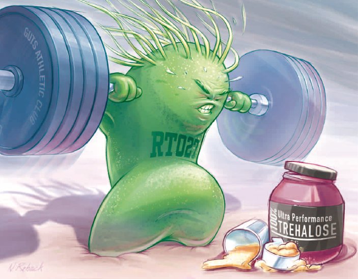 JAMA_current's tweet image. Did a #sugar called #trehalose contribute to the #Clostridium difficile epidemic? @jenabbasi investigates ja.ma/2GJwJo9 #Cdiff