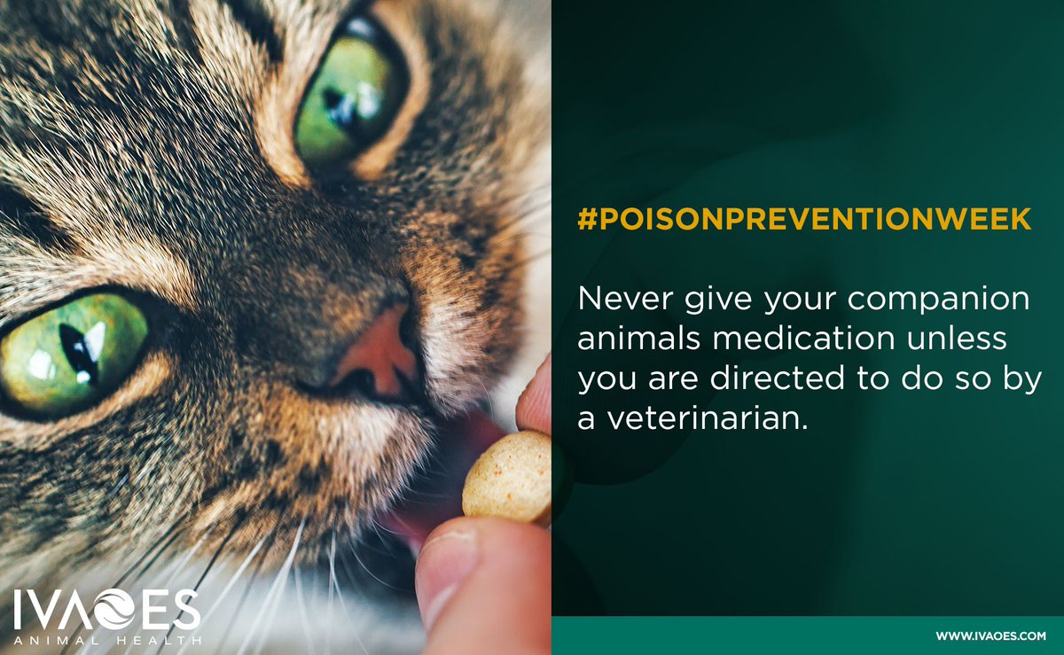 IvaoesAH's tweet photo. Many medications that are safe for humans can be deadly for animals. For example, one extra strength (500mg) acetaminophen tablet could be fatal to a cat. https://t.co/iDfbAdoFcn