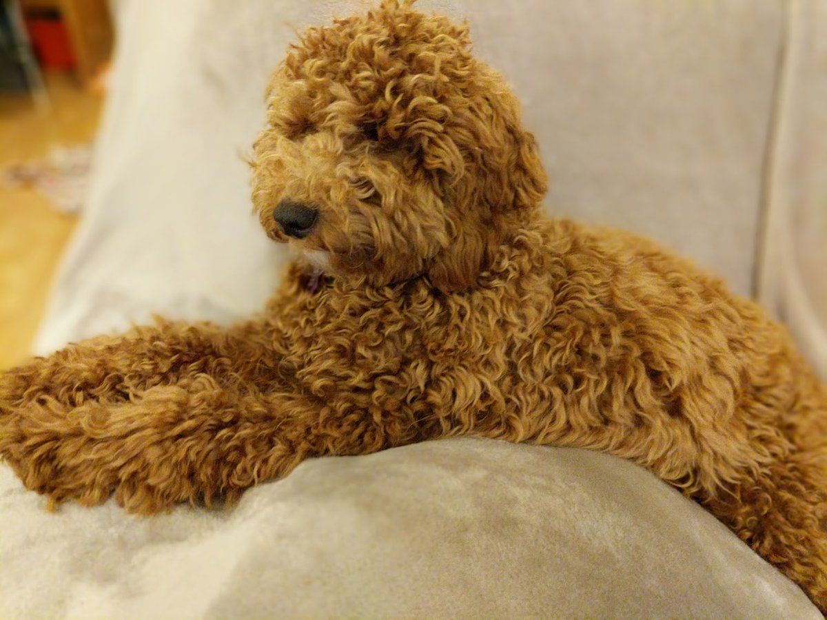 RafflesCockapoo's tweet image. just chilling after a bath