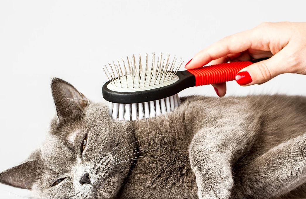 WeAcceptPets's tweet photo. Whether your #dog needs a full #groom, your #cat needs de-matting, a thorough wash or simply a #professional #nailclipping, then #MessyMutts is the right place for you.
https://t.co/eFf0DdbJHm
#DogGroomer #Pets #Bathtime https://t.co/Ima6t2wpKk