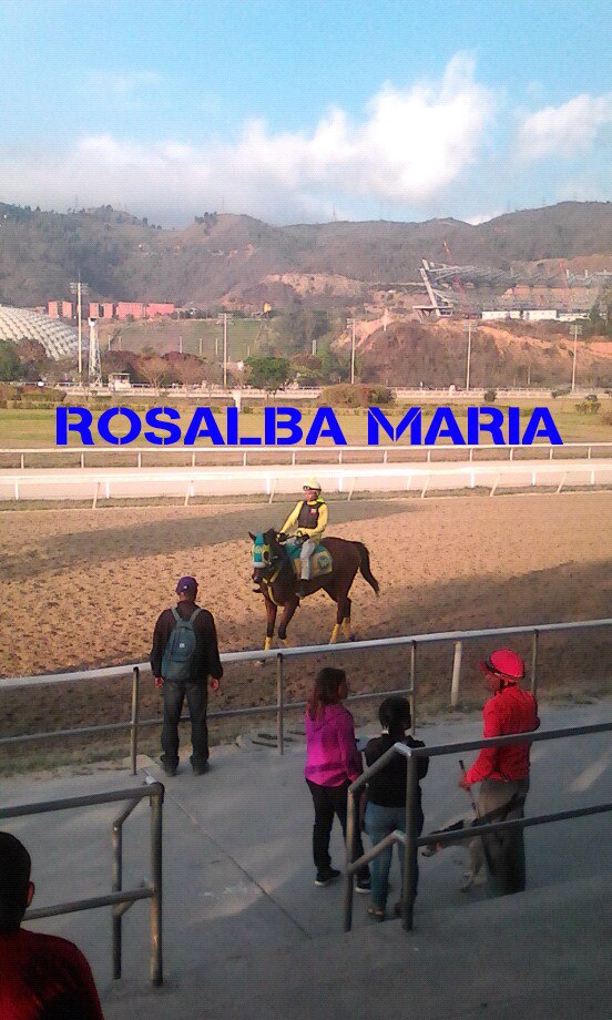 vladimircuevas2's tweet photo. ROSALBA MARIA hoy miércoles galopó en pelo apareada con J.URDANETA la pupila de @wpolidor19 https://t.co/gKy04uxZyB